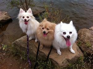 dogs 