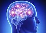 brain 