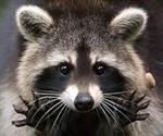 Racoon 