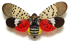 Spotted Lanternfly