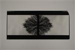 diptych 