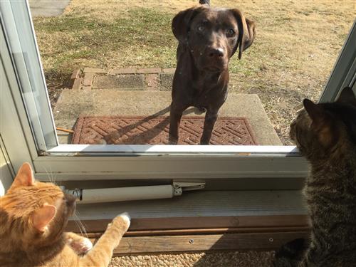 picture of Mrs. Blaydon's pets 