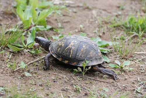 Eastern Box Turtle (J.Maloney)