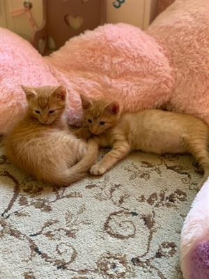 kitties 