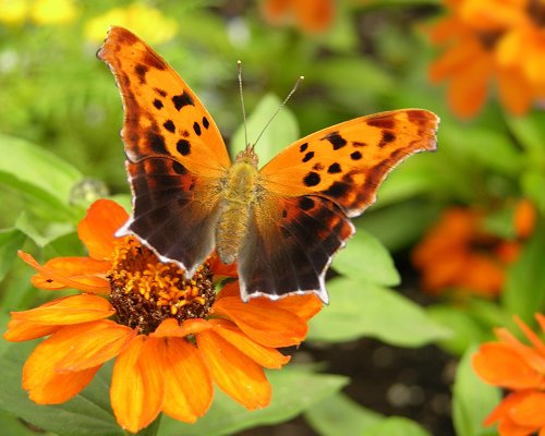 orange butterfly on flower