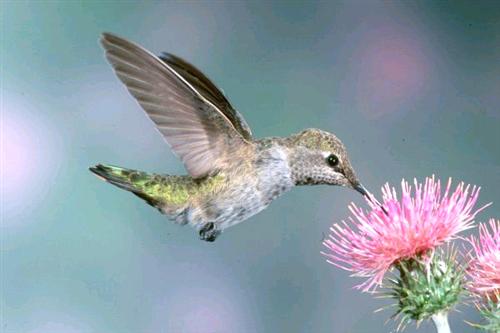 Pollination 