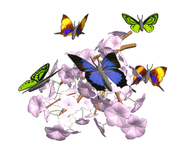 Butterfly 