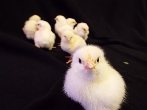 2019 Chicks 