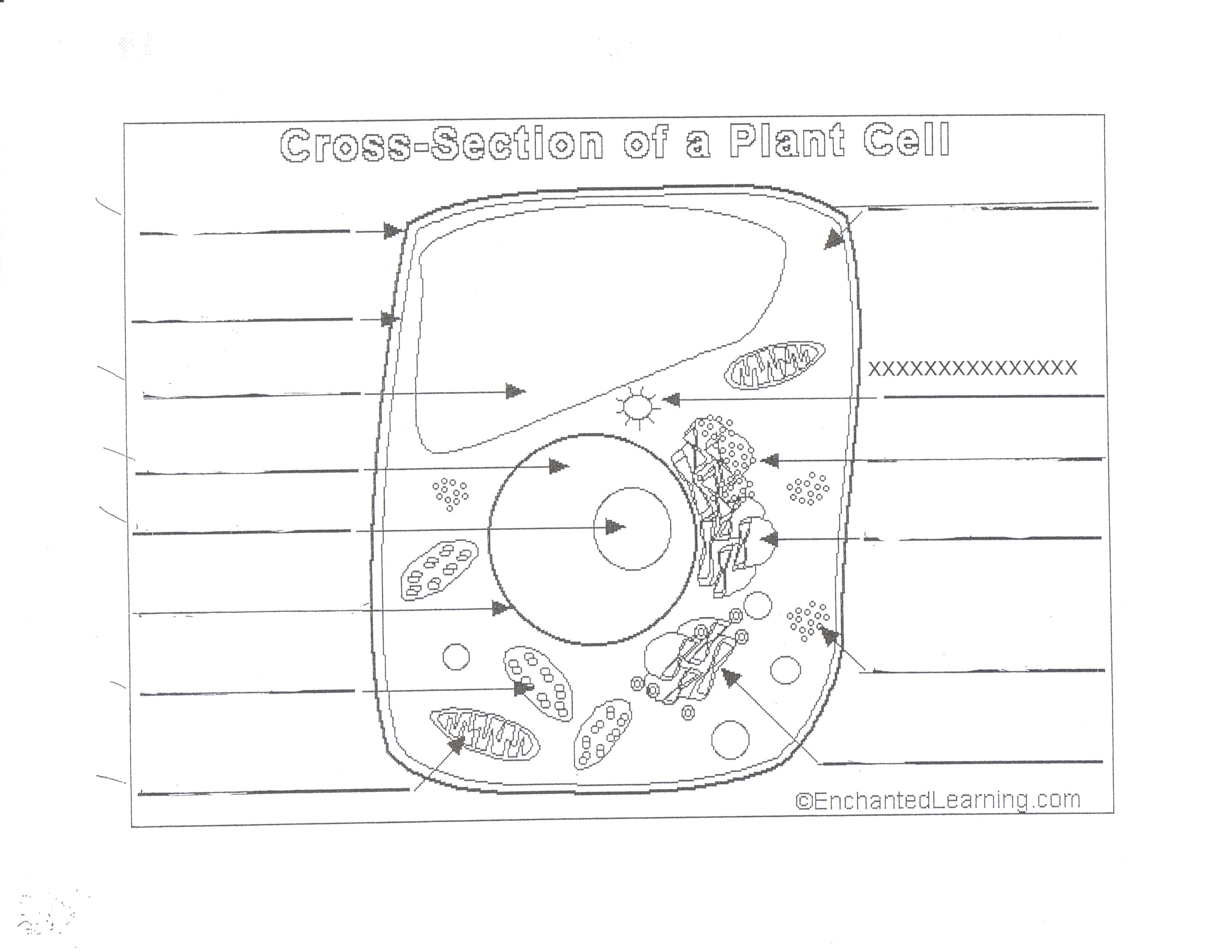 Plant Cell Diagram Labeled 8Th Grade : Probable modes of cellular uptake of the nanoparticles in ... - The animal cell and plant cell diagrams are easily colorable, allowing students to differentiate the different parts of the cell quickly.